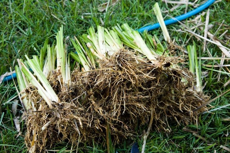 How to Propagate - The Vetiver Network International