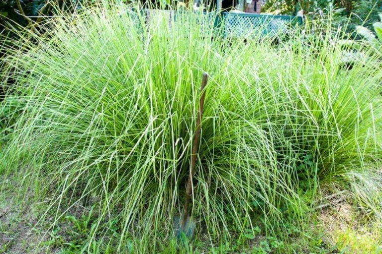 How to Propagate The Vetiver Network International