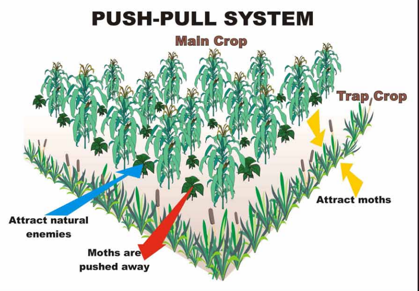 Trap Crops to Control Pests