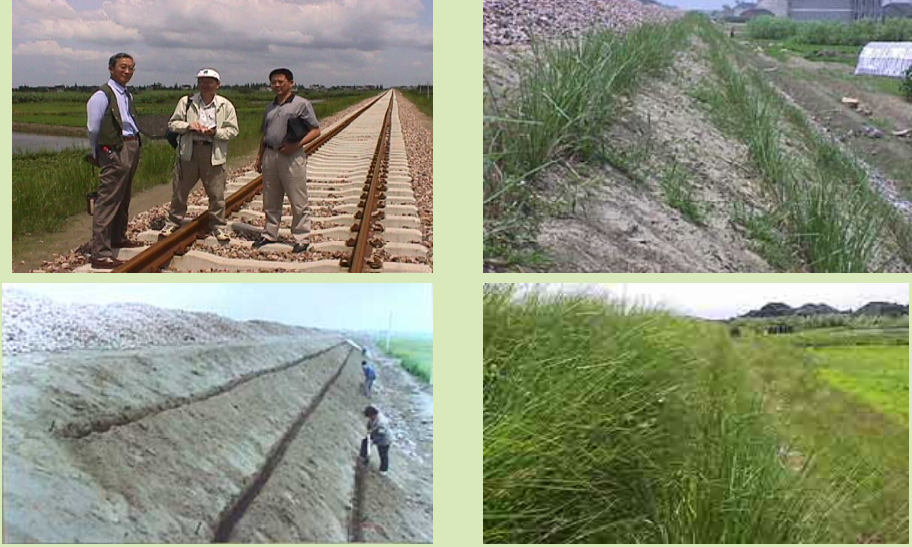 Vetiver Grass Technology - The Vetiver Network International