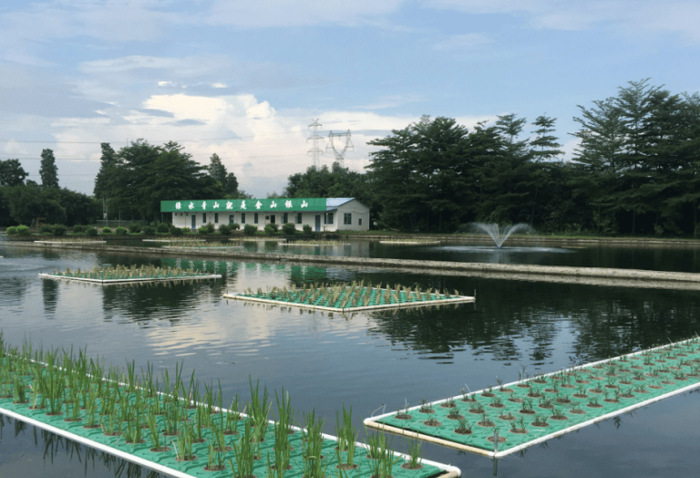 Floating vetiver treating a very large fish-pond effluent lagoon in China. (Feng Ziyuan)