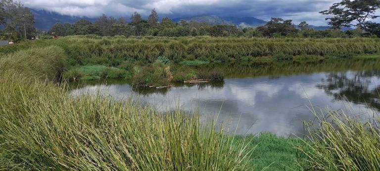Vetiver around a sewage lagoon in Papua New Guinea keeps out debris and stabilizes the bank. (Robinson Vanoh)