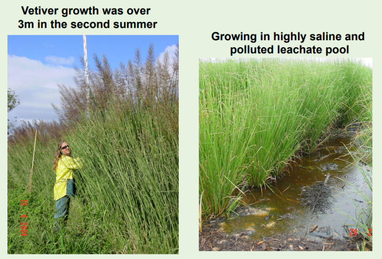 Vetiver at a landfill in Queensland, Australia, where leachate is applied by overhead sprinklers.