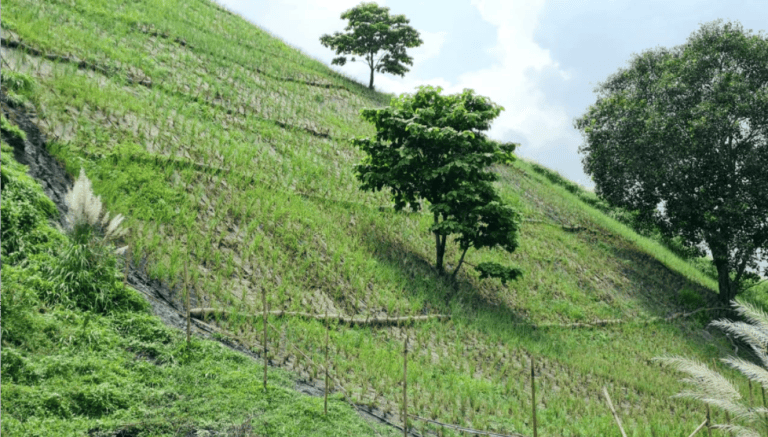 The same fly ash dump after stabilization. (Pradeep Kumar)