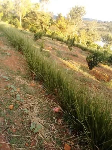 Photo 6. Narrow stiff grass vetiver hedge on a small farm in Kenya. (p.c. Christian Makokha)