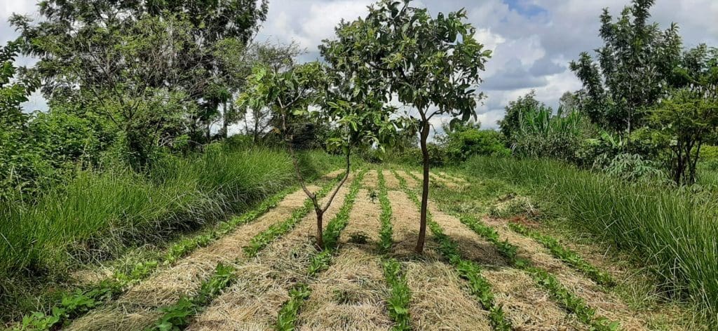 Photo 10. Vetiver hedgerows on a hot, dry farm in Kenya, with vetiver mulch between lines of beans to keep soil moist and cool and improve fertility.