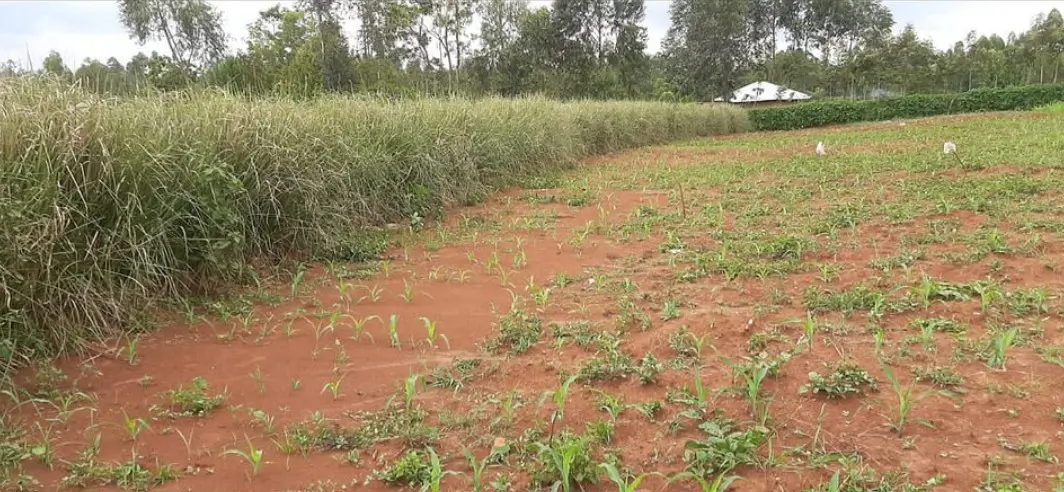 Photo 1. Stiff, dense vetiver hedgerow on the contour in Kenya. The hedge spreads water laterally and traps eroded soil, visible bottom left