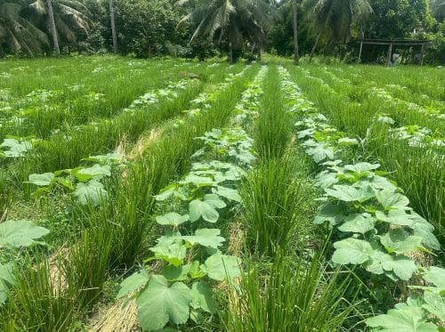 Photo 11. Vetiver grown in very close proximity to an okra crop in the Philippines. (p.c. Allan Amps)