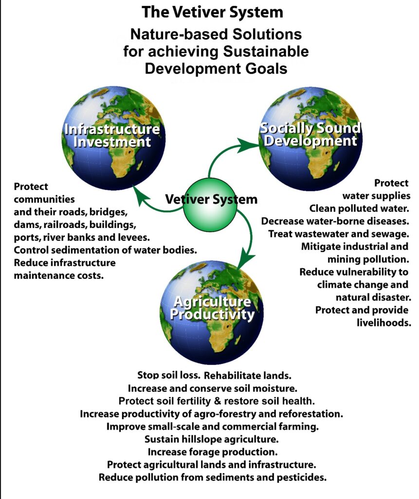 The Vetiver Network International