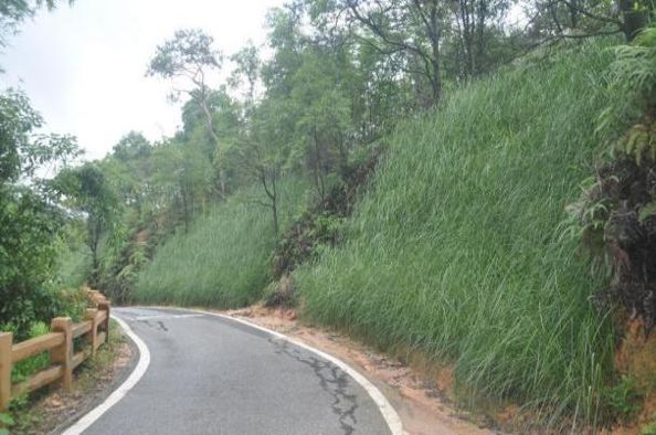 Photo 8. Vetiver hedges on a 140% slope in Guangdong, China, six months after planting. (p.c. Feng Ziyuan)
