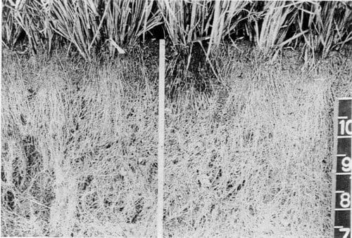 Photo 5. Longitudinal section of a hedgerow showing roots growing vertically, then intertwining with roots of neighboring plants to form a d