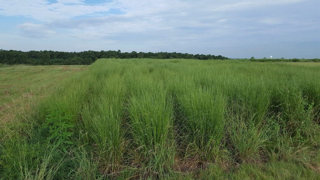 Photo 9. The Woodland Hills landfill project has processed more than 5.4 million gallons of leachate since 2014, cutting the facility’s carbon footprint, saving money and creating wildlife habitat. (p.c. Leachate Management Specialists Inc.)
