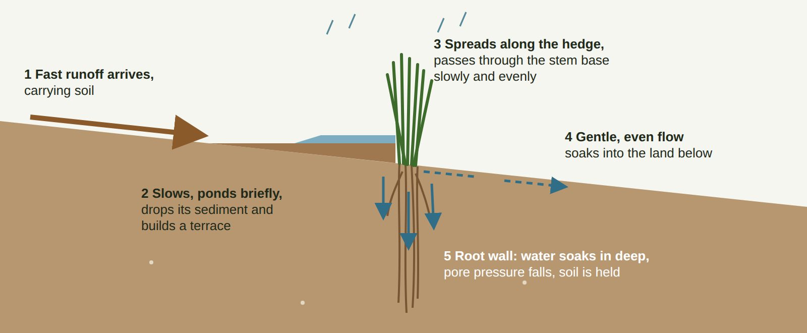 Cross section of a slope showing a vetiver hedge as a porous weir: fast runoff arrives from upslope, slows and ponds briefly behind the hedge where sediment settles and builds a terrace, spreads along the hedge and passes slowly through the stem base, and soaks deep into the soil through the root wall.